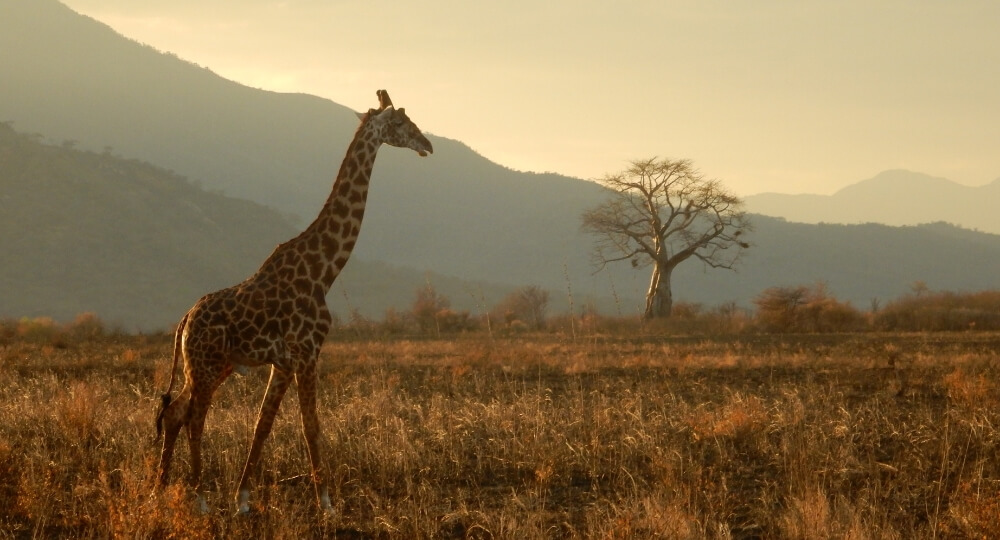Tanzania Tour Packages